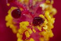 Hibiscus flower extreme macro closeup studio shoot 08 Royalty Free Stock Photo