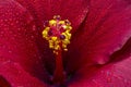 Hibiscus flower extreme macro closeup studio shoot 18 Royalty Free Stock Photo