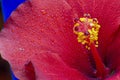 Hibiscus flower extreme macro closeup studio shoot 22 Royalty Free Stock Photo