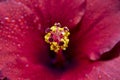 Hibiscus flower extreme macro closeup studio shoot 25 Royalty Free Stock Photo