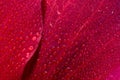 Hibiscus flower extreme macro closeup studio shoot 28 Royalty Free Stock Photo