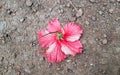 Hibiscus flower Royalty Free Stock Photo