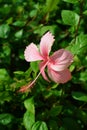 Hibiscus flower