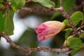 Hibiscus flower framed by branches and leaves