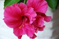 Hibiscus flower Royalty Free Stock Photo