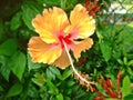 Hibiscus flower in full bloom Royalty Free Stock Photo