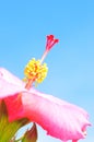 Hibiscus flower in full bloom, red stigma, against blue sky Royalty Free Stock Photo