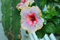 Hibiscus flower in full bloom Royalty Free Stock Photo