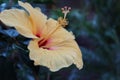 Hibiscus Flower in full bloom Royalty Free Stock Photo