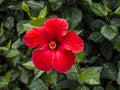 Hibiscus Flower in Funchal Madeira Royalty Free Stock Photo