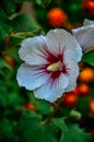 Hibiscus flower on a green blurred background