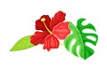 Hibiscus Flower with Green Monstera Leaf as Tropical Foliage and Nature Element Vector Illustration Royalty Free Stock Photo