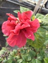 Hibiscus flower /gudhal ka phool Royalty Free Stock Photo
