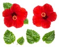 Hibiscus flower head green leaves isolated white background Royalty Free Stock Photo