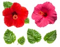 Hibiscus flower head red pink isolated white background Royalty Free Stock Photo