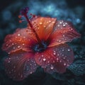 Hibiscus flower head with water drops, created with generative AI Royalty Free Stock Photo