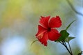 Hibiscus flower