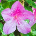 Hibiscus flower or Hibiscus rosa sinensis flower