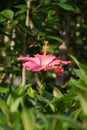 Hibiscus flower