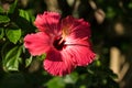 Hibiscus flower