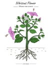 Hibiscus flower illustration tree, stem, flower, root