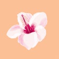 Hibiscus flower illustration. Tropical exotic Hawaii plant isolated.