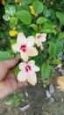 Hibiscus flower of India. Royalty Free Stock Photo