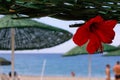 Hibiscus flower inserted into a beach umbrella against the backdrop of the sea in Turkey Royalty Free Stock Photo