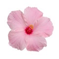 Hibiscus flower Royalty Free Stock Photo