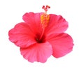 Hibiscus flower isolated on white background