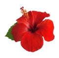 Hibiscus flower isolated on white background,with clipping path.