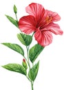 Hibiscus flower, isolated white background, tropical flower, floral watercolor botanical illustration, hand drawing Royalty Free Stock Photo