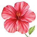 Hibiscus flower, isolated white background, tropical flower, floral watercolor botanical illustration, hand drawing Royalty Free Stock Photo