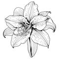 Hibiscus flower with leaves line art. Black outline vector botanical art. Modern tropical floral illustration. Royalty Free Stock Photo