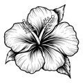 Hibiscus flower with leaves line art. Black outline vector botanical art. Modern tropical floral illustration. Royalty Free Stock Photo