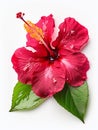 hibiscus flower with leaves