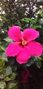 Hibiscus flower with little water drop