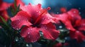 Hibiscus flower macro photography. Close up. Tropical flower bloom Royalty Free Stock Photo