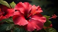 Hibiscus flower macro photography. Close up. Tropical flower bloom Royalty Free Stock Photo