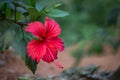 Hibiscus flower in the mallow family, Malvaceae. Hibiscus rosa-sinensis, known Shoe Flower or colloquially as Chinese hibiscus, C Royalty Free Stock Photo