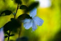 Hibiscus flower, in the mallow family, Malvaceae. Hibiscus rosa-sinensis, known Shoe Flower in full bloom during spring Royalty Free Stock Photo