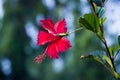 Hibiscus flower, in the mallow family, Malvaceae. Hibiscus rosa-sinensis, known Shoe Flower in full bloom during spring Royalty Free Stock Photo
