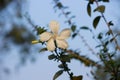 Hibiscus flower, in the mallow family, Malvaceae. Hibiscus rosa-sinensis, known Shoe Flower    in full bloom during spring in Indi Royalty Free Stock Photo