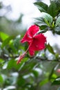 Hibiscus flower, in the mallow family, Malvaceae. Hibiscus rosa-sinensis, known Shoe Flower in full bloom during spring Royalty Free Stock Photo