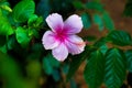 Hibiscus flower, in the mallow family, Malvaceae. Hibiscus rosa-sinensis, known Shoe Flower in full bloom during spring Royalty Free Stock Photo