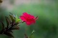 Hibiscus flower, or Malvaceae. or rosa-sinensis, known Shoe Flower in full bloom during spring Royalty Free Stock Photo