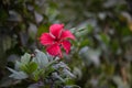 Hibiscus flower, in the mallow family, Malvaceae. Hibiscus rosa-sinensis, known Shoe Flower    in full bloom during spring Royalty Free Stock Photo