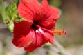 Hibiscus flower - Malvaceae