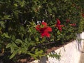 Hibiscus Flower in Nerja, a sleepy Spanish Holiday resort on the Costa Del Sol near Malaga, Andalucia, Spain, Europe