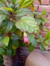 HIBISCUS FLOWER NEW BUDS & GREEN LEAVES